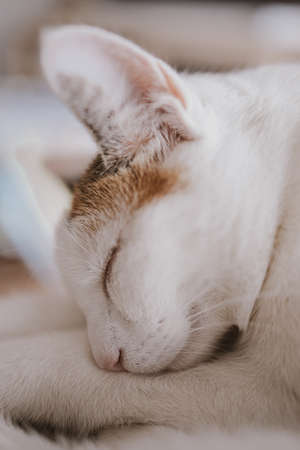 beautiful cute little white-red sleeping cat in closeupの写真素材