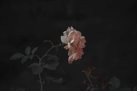 beautiful pink rose on the bush against a dark background in the gardenの写真素材