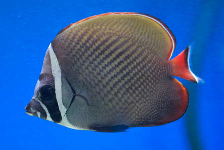 beautiful exotic saltwater fish on a blue background in the aquariumの写真素材