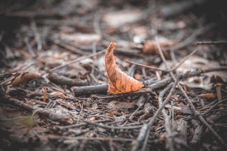 beautiful brown autumn leaf lying on the ground in the forest