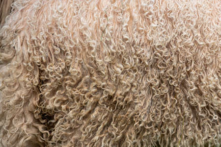 beautiful natural creamy wool background close-up of sheep grazing in the mountains