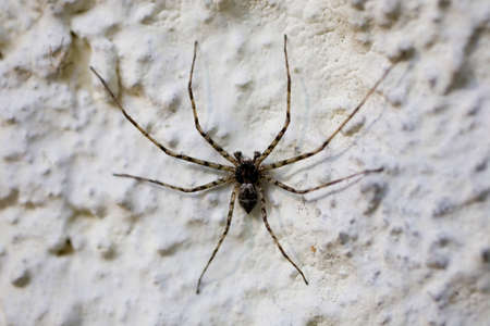 scary big black spider on a white wall in closeup