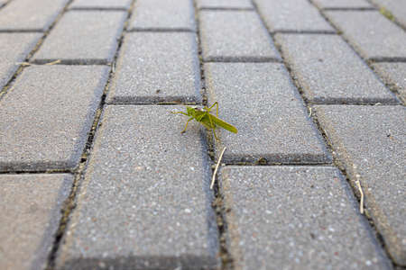 Beautiful big green grasshopper on gray sidewalk in the cityの写真素材