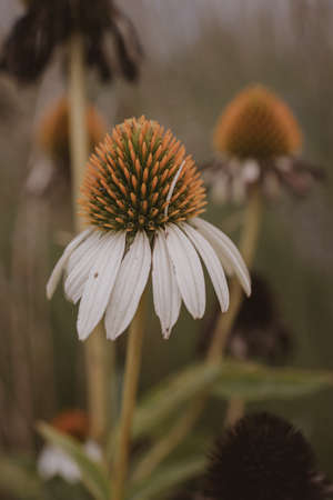 beautiful summer flower in the garden on a beige backgroundの写真素材