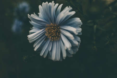 beautiful last autumn blue flowers on a green background in the garden close-upの写真素材