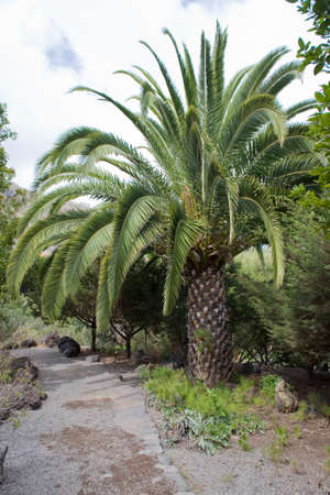 beautiful landscape by the road among exotic palm treesの写真素材