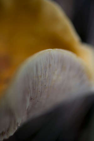 beautiful background with brown forest mushroom in closeupの写真素材