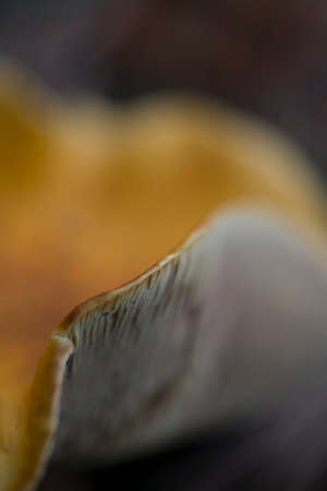 beautiful background with brown forest mushroom in closeupの写真素材