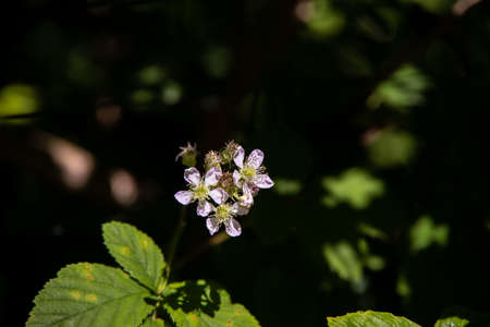 beautiful white raspberry flower in the garden on a green background