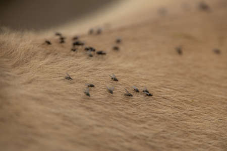 black flies walking on the horse's beige hair in close-up