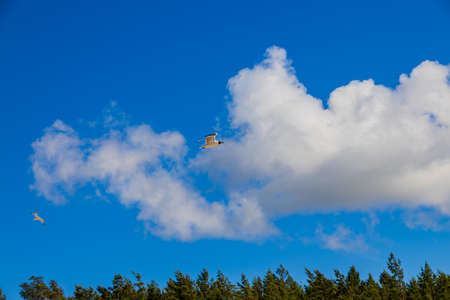 beautiful sky with white clouds against the backdrop of green trees on a warm summer day and a...