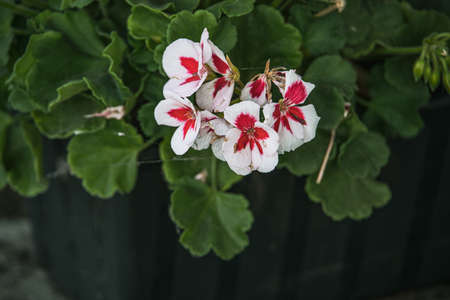 beautiful red and white flowers on a green background in the gardenの写真素材