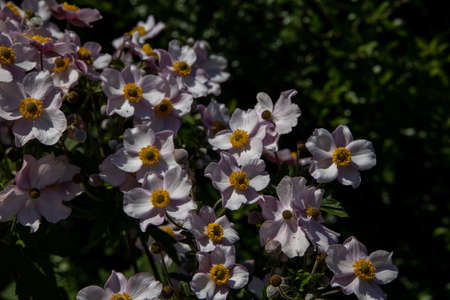 Beautiful summer white flowers in the garden in close-upの写真素材