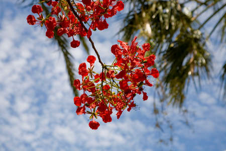 beautiful exotic red flower on the tree with blue sky backgroundの写真素材
