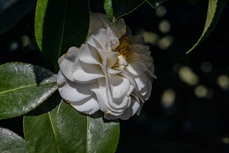 beautiful white flower among green leaves in closeupの写真素材