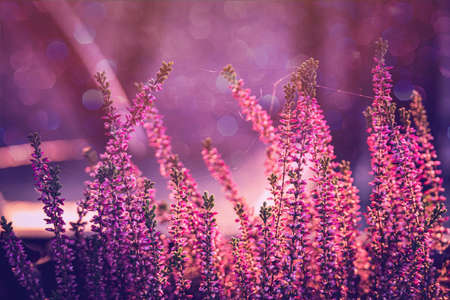 purple heather in the autumn garden with warm sunshineの写真素材