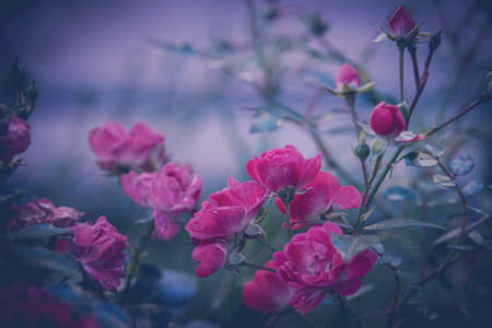 beautiful rose in the garden against the background of green leavesの写真素材