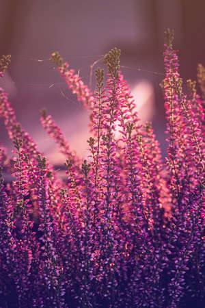 purple heather in the autumn garden with warm sunshineの写真素材