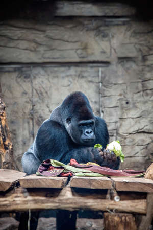 beautiful big gorilla during a meal at the zooの写真素材