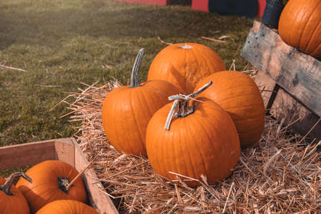 beautiful big autumn orange pumpkins in an outdoor gardenの写真素材