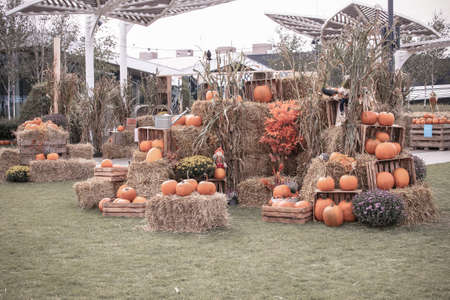 beautiful big autumn orange pumpkins in an outdoor garden