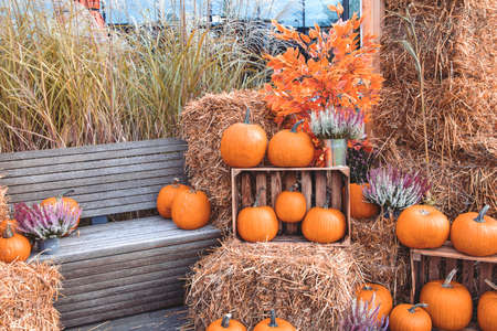beautiful big autumn orange pumpkins in an outdoor gardenの写真素材