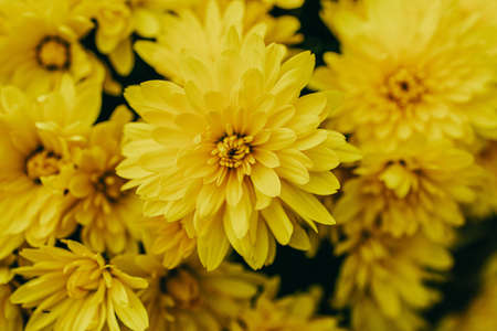 beautiful little yellow autumn chrysanthemum flowers forming a natural background
