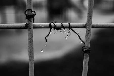 beautiful mist drops on cobwebs on a metal fence on a cold autumn dayの写真素材