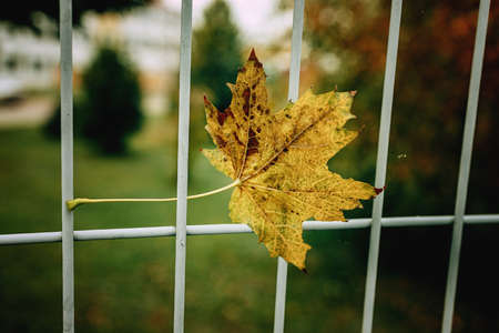 beautiful red autumn lonely leaves on a metal fence