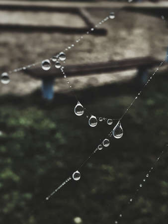 beautiful little soft water drops on a spider web on an autumn day close-up outdoorsの写真素材