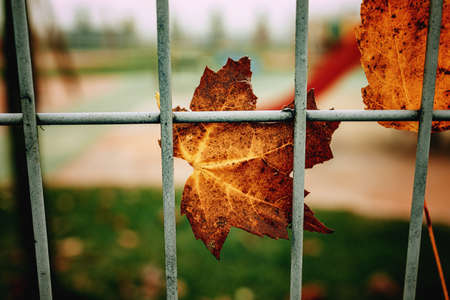 beautiful red autumn lonely leaves on a metal fenceの写真素材