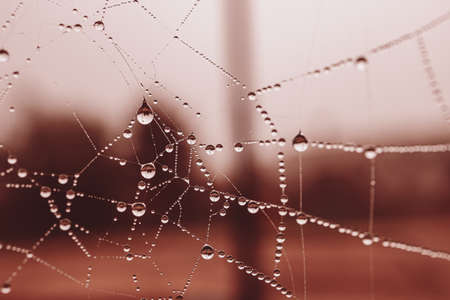 beautiful little soft water drops on a spider web on an autumn day close-up outdoorsの写真素材