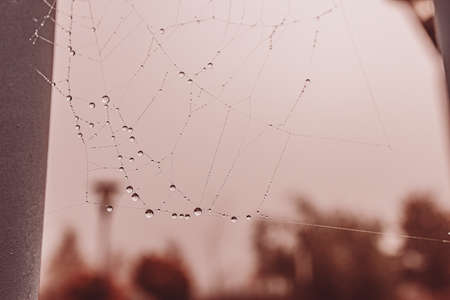beautiful little soft water drops on a spider web on an autumn day close-up outdoorsの写真素材