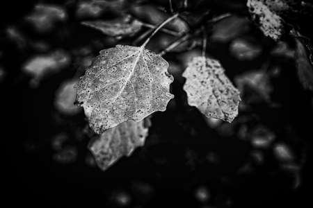 beautiful colorful autumn leaves on a tree close-upの写真素材