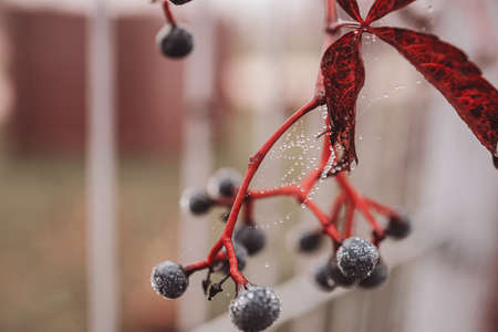 beautiful autumn dark blue wild fruit with cobweb and water drops close-upの写真素材