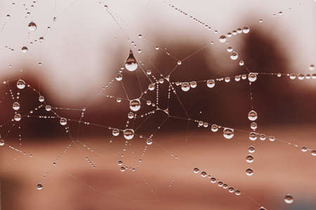 beautiful little soft water drops on a spider web on an autumn day close-up outdoors