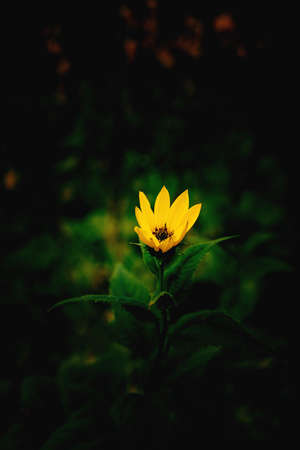 beautiful yellow flower on a green background in autumn meadow in close-upの写真素材