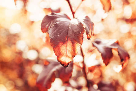 beautiful golden autumn leaves on a tree in a park under warm october sun