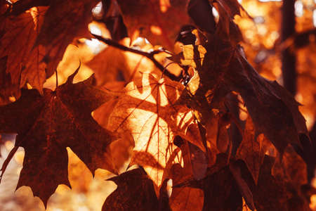 beautiful golden autumn leaves on a tree in a park under warm october sun