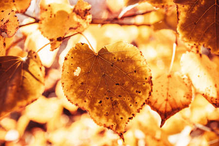 beautiful golden autumn leaves on a tree in a park under warm october sunの写真素材