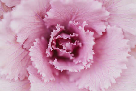 beautiful ornate abstract background with decorative flower fillet autumn cabbageの写真素材