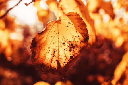 beautiful golden autumn leaves on a tree in a park under warm october sunの写真素材