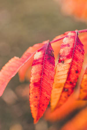 beautiful golden autumn leaves on a tree in a park under warm october sun