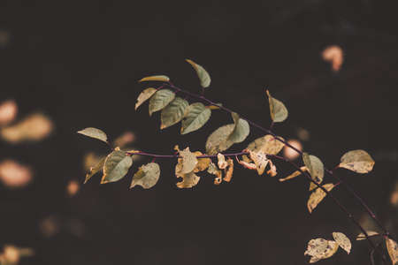 beautiful golden autumn leaves on a tree in a park under warm october sunの写真素材