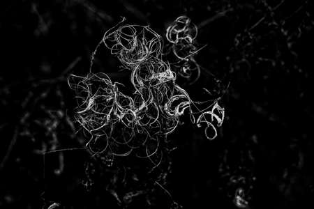 beautiful interesting abstract autumn plant on natural backgroundの写真素材