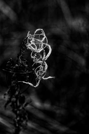 beautiful interesting abstract autumn plant on natural background