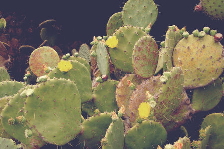 beautiful curious big green original cactus flower growing in the garden close up