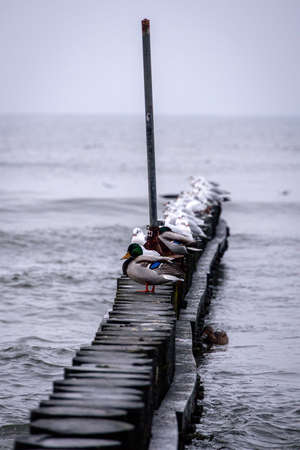 beautiful seaside landscape of the Baltic Sea on a calm day with a wooden breakwater and seagulls...