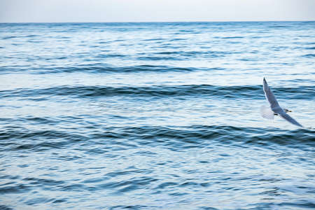 beautiful large seagull bird on the shore of the Baltic Sea in Polandの写真素材