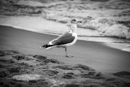 beautiful large seagull bird on the shore of the Baltic Sea in Polandの写真素材